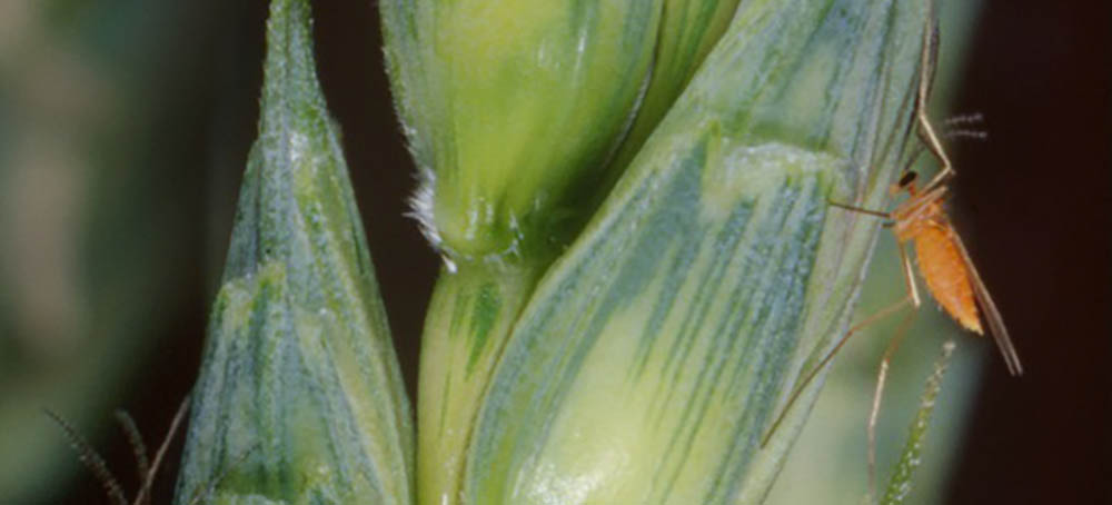 wheat midge